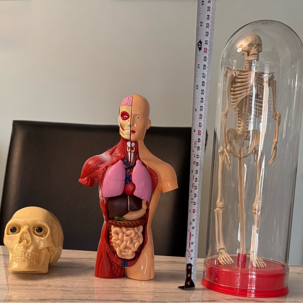 Human Anatomy Models - Picture 10 of 10